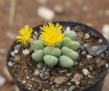 Load image into Gallery viewer, Conophytum meyeri
