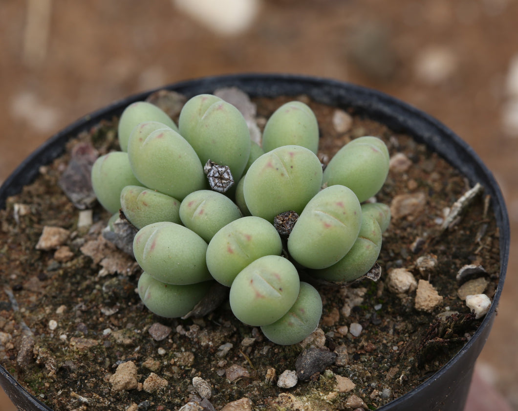 Conophytum meyeri