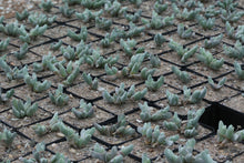 Load image into Gallery viewer, Gibbaeum pubescens
