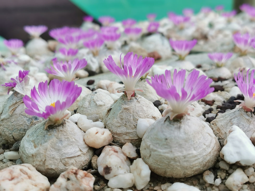 Conophytum burgeri