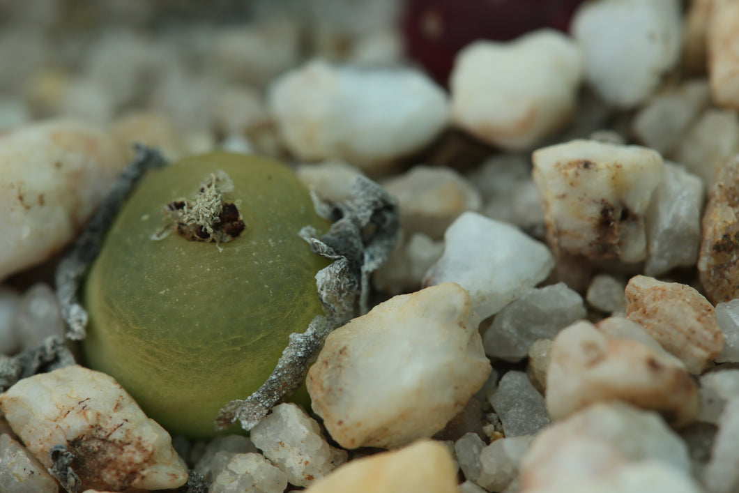 Conophytum maughanii ssp. latum (green form)