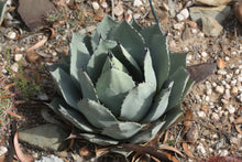 Load image into Gallery viewer, Agave parryi var. truncata
