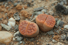 Load image into Gallery viewer, Lithops karasmontana var. tischeri C.182
