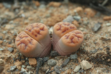 Load image into Gallery viewer, Lithops karasmontana var. tischeri C.182
