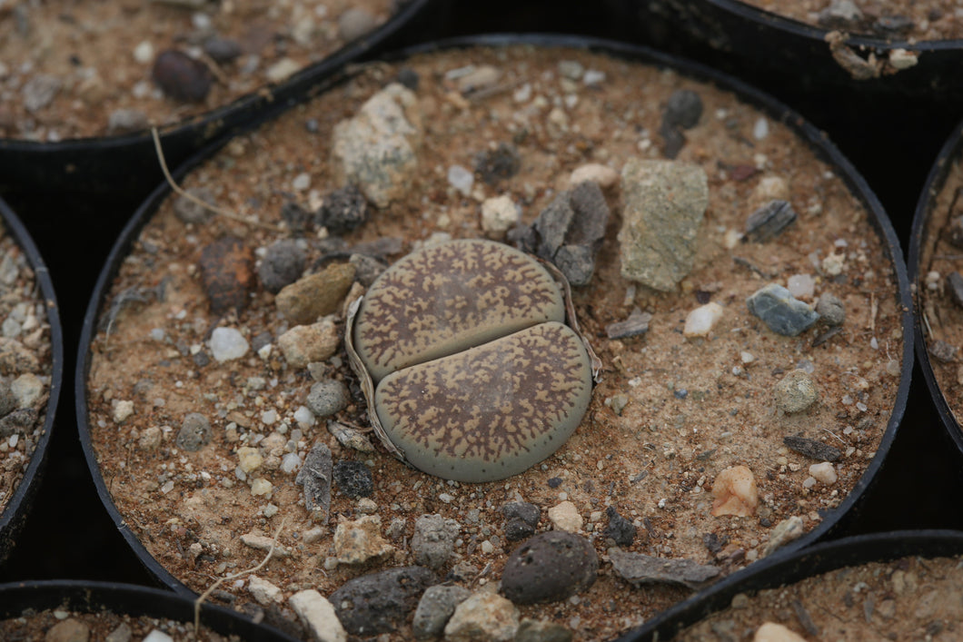 Lithops lesliei var. venteri C.047