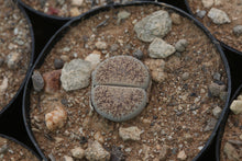 Load image into Gallery viewer, Lithops lesliei var. venteri C.047
