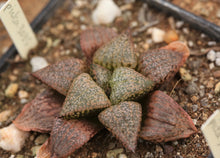 Load image into Gallery viewer, Haworthia picta (3035)
