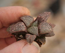 Load image into Gallery viewer, Haworthia splendens (31a)
