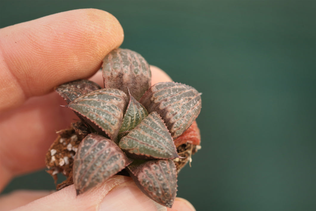 Haworthia splendens (31a)