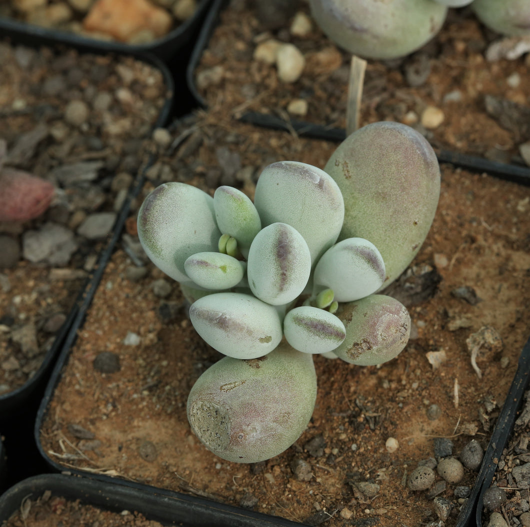 Cotyledon orbiculata var. oophylla