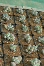 Load image into Gallery viewer, Cotyledon orbiculata var. oophylla
