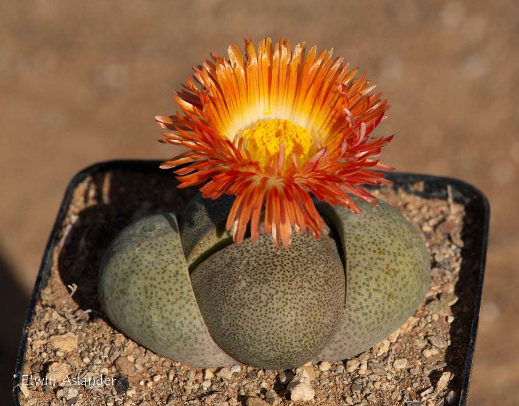 Pleiospilos nelii