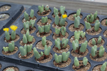 Load image into Gallery viewer, Conophytum bilobum var. bilobum
