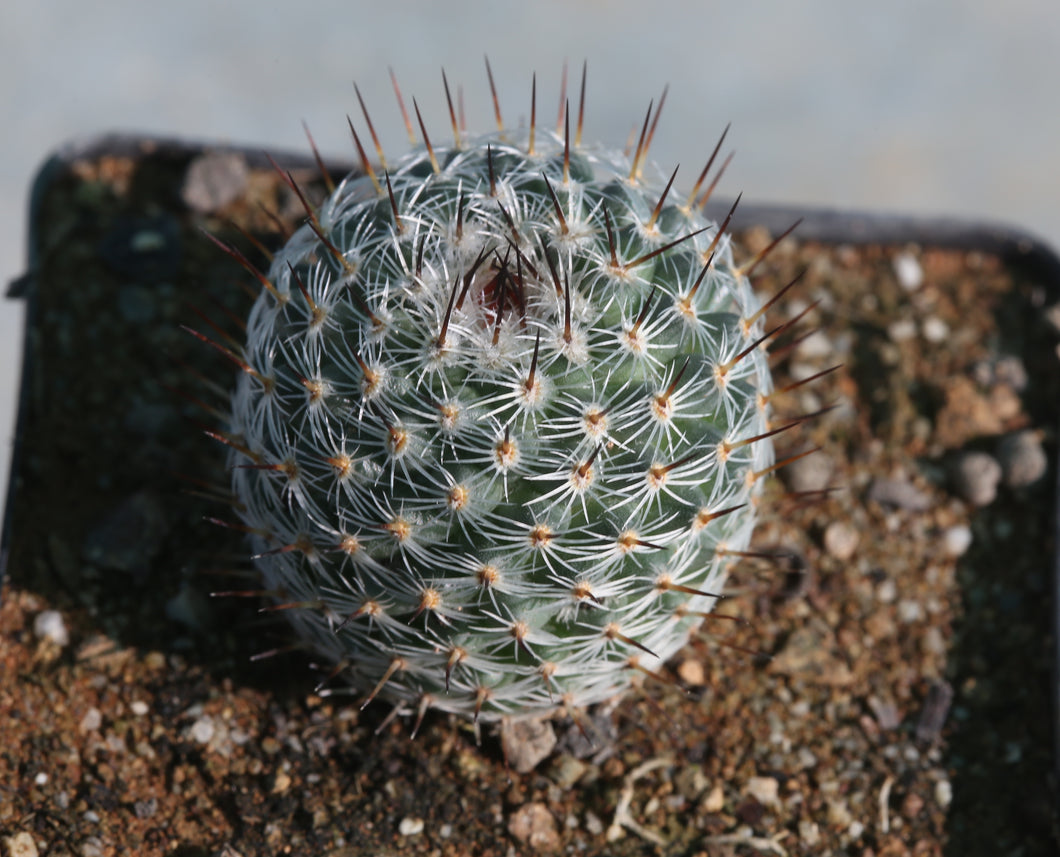 Mammillaria haageana ssp. elegans