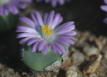 Load image into Gallery viewer, Conophytum ernstii
