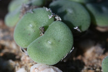 Load image into Gallery viewer, Conophytum ernstii
