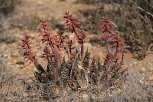 Load image into Gallery viewer, Aloe variegata
