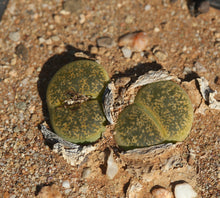 Load image into Gallery viewer, Lithops lesliei &#39;Albinica C.036a
