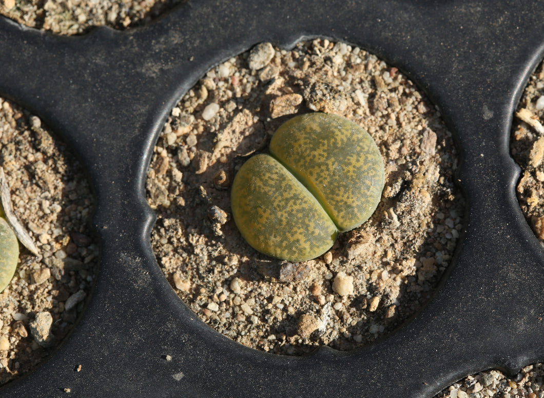 Lithops lesliei 'Albinica C.036a