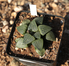 Load image into Gallery viewer, Haworthia comptoniana
