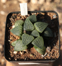 Load image into Gallery viewer, Haworthia comptoniana
