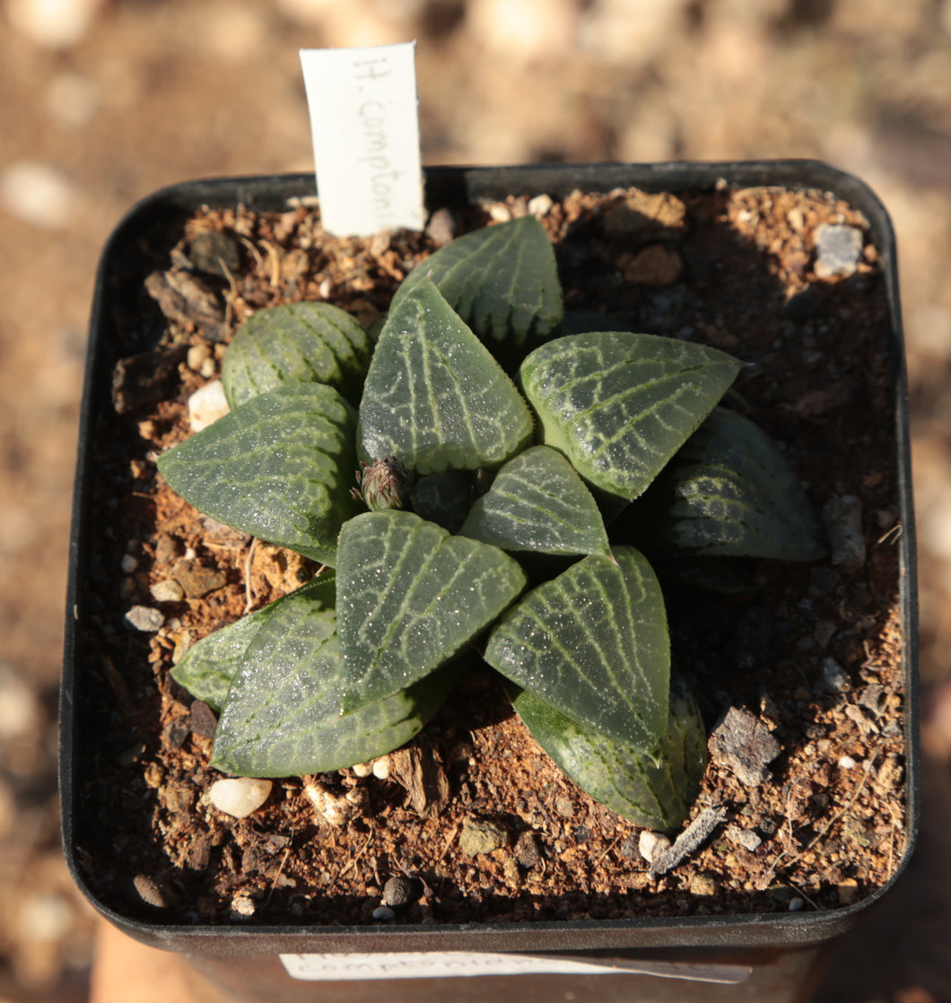 Haworthia comptoniana