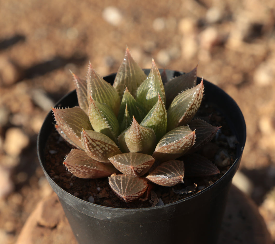 Haworthia cooperi x comptoniana