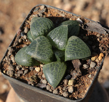 Load image into Gallery viewer, Haworthia comptoniana
