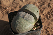 Load image into Gallery viewer, Pleiospilos nelii (large)
