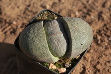 Load image into Gallery viewer, Pleiospilos nelii (large)
