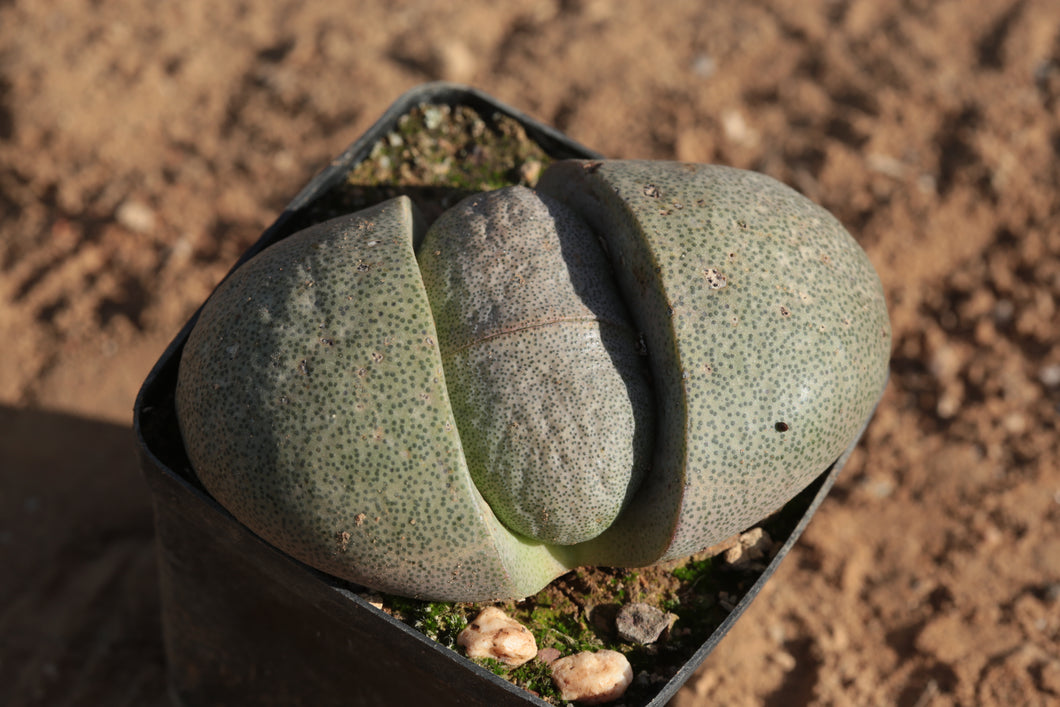 Pleiospilos nelii (large)