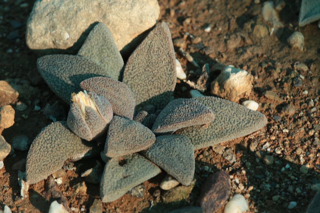 Aloinopsis rubrolineata