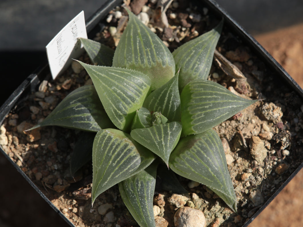 Haworthia accuminata (Vleesbaai) EA1273