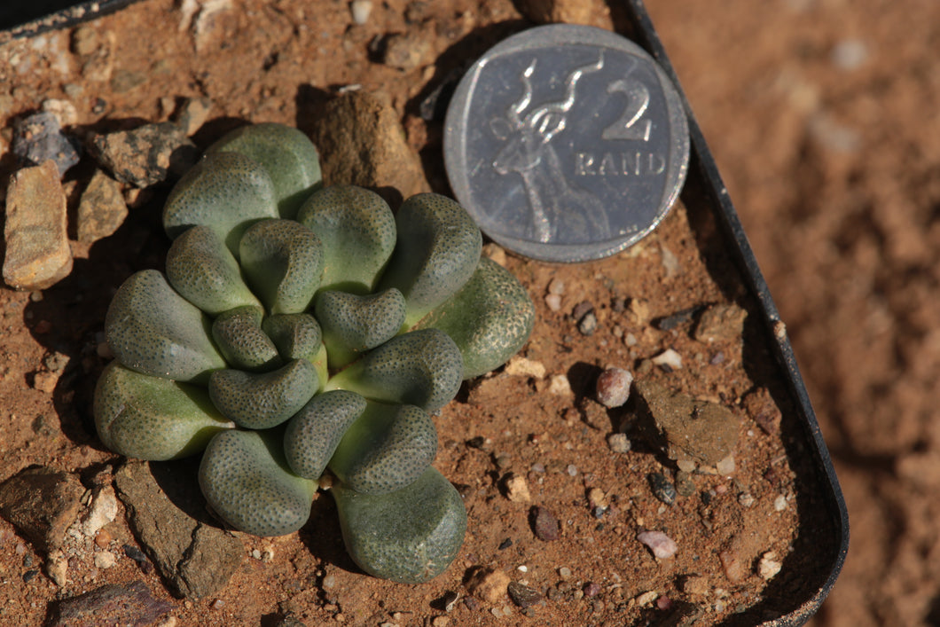 Aloinopsis schoonesii x rosulata