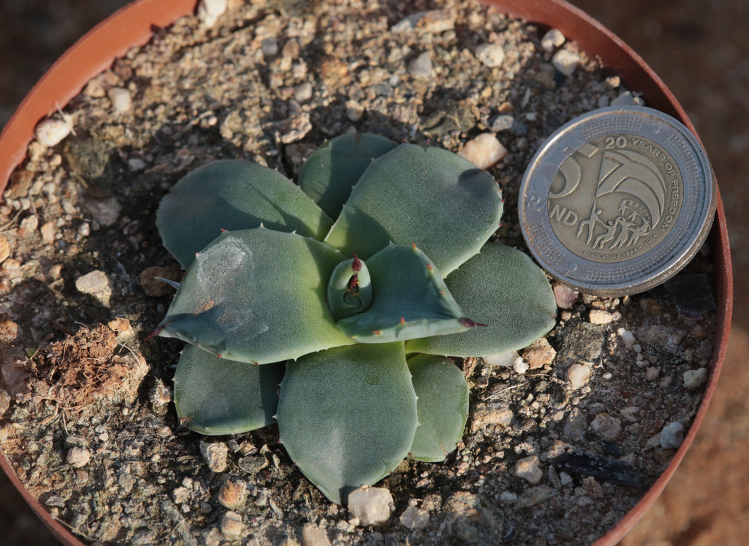 Agave applanata