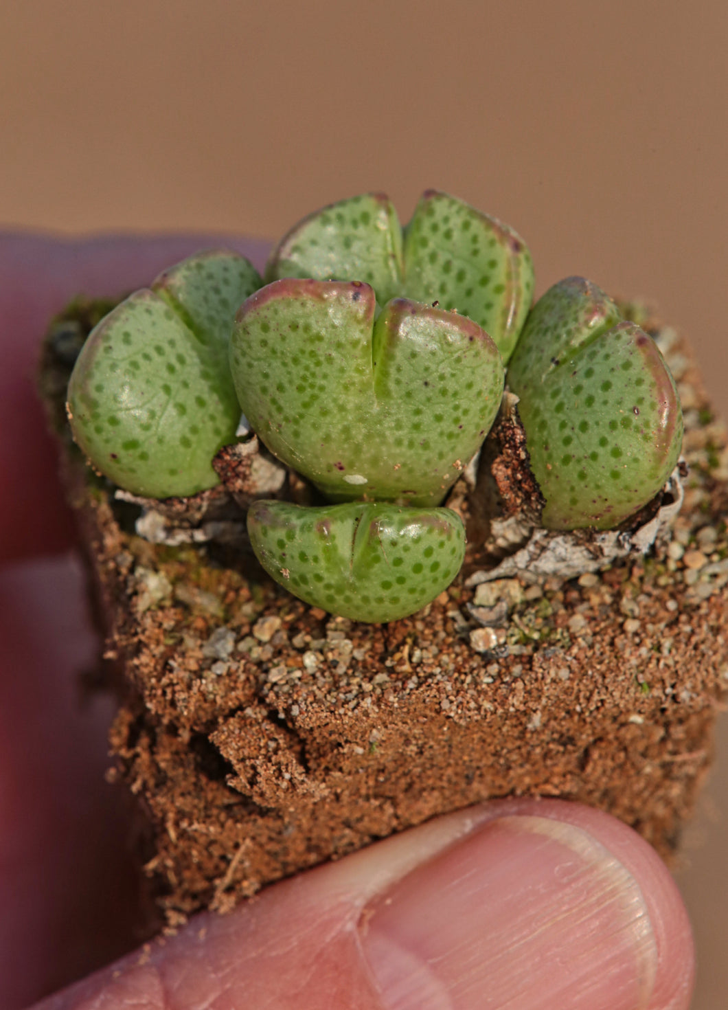 Conophytum taylorianum ssp. ernianum (Namies)