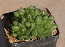 Load image into Gallery viewer, Haworthia cymbiformis var. transiens
