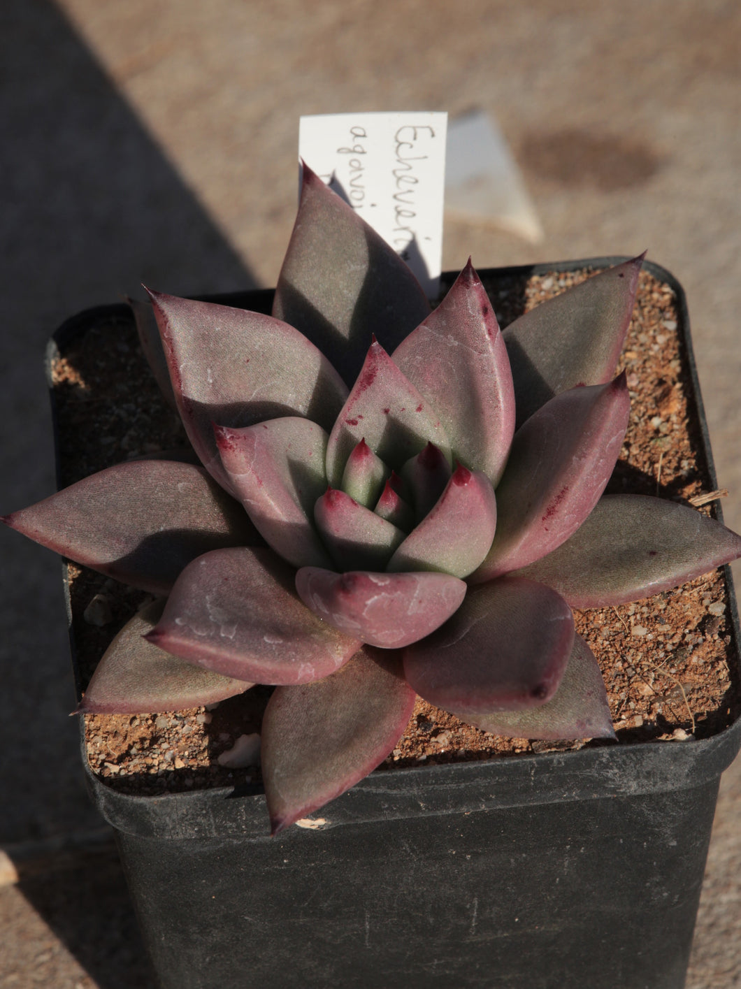 Echeveria agaivoides Romeo