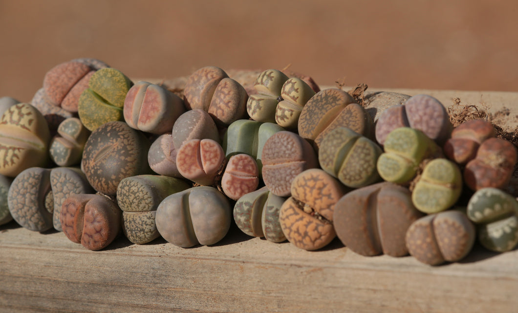 Lithops assorted species - 10 plants