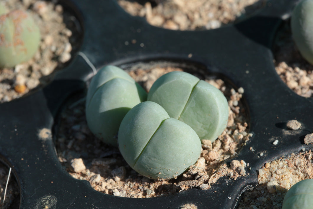 Gibbaeum heathii