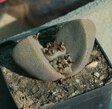 Load image into Gallery viewer, Pleiospilos bolusii
