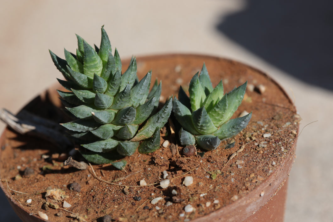 Haworthiopsis glauca ssp.herrei