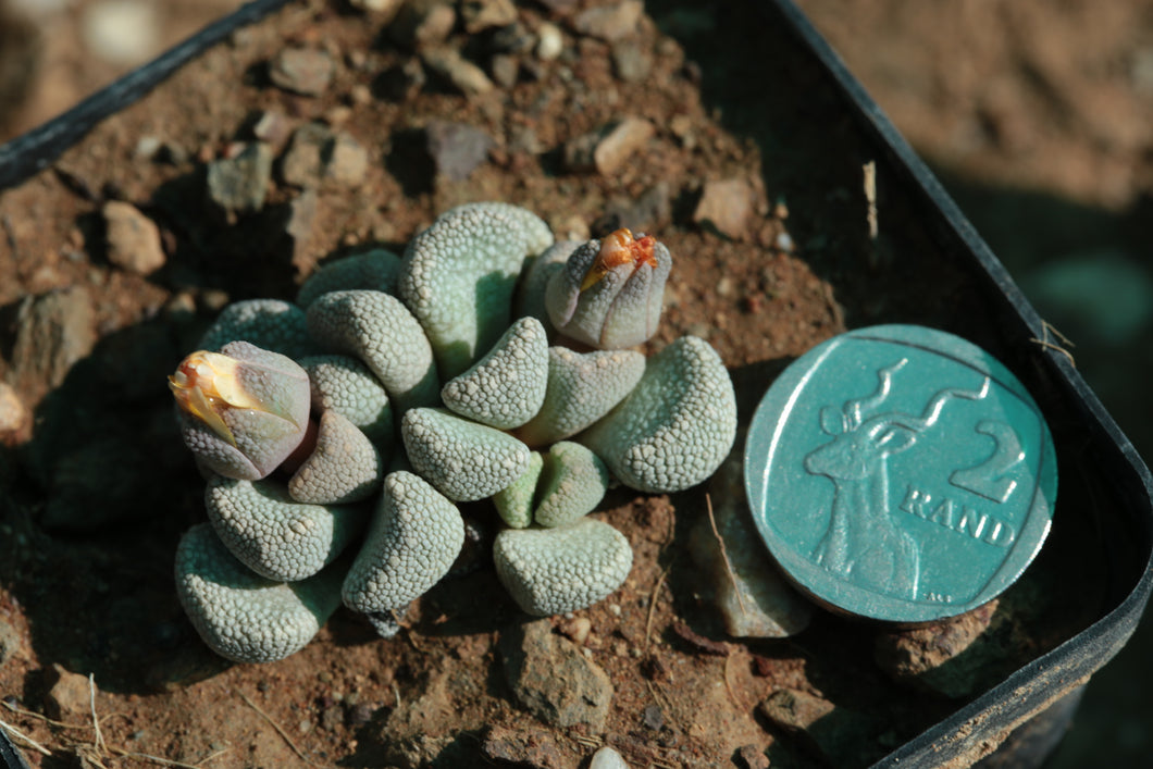 Aloinopsis villetii