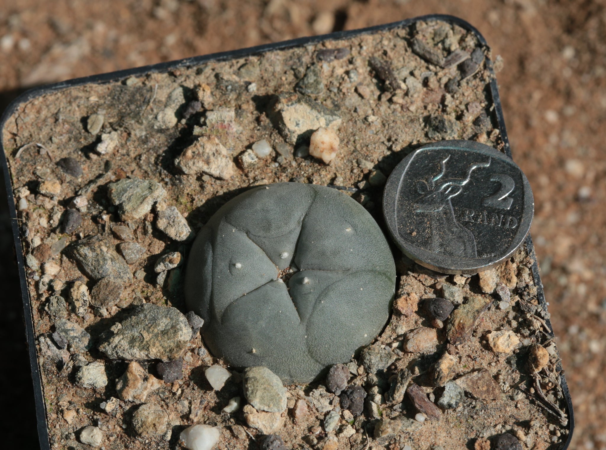 サボテン peyote Lophophora williamsii 6 x Lophophora williamsii size 5-6 cm own root – sandbridgefarm