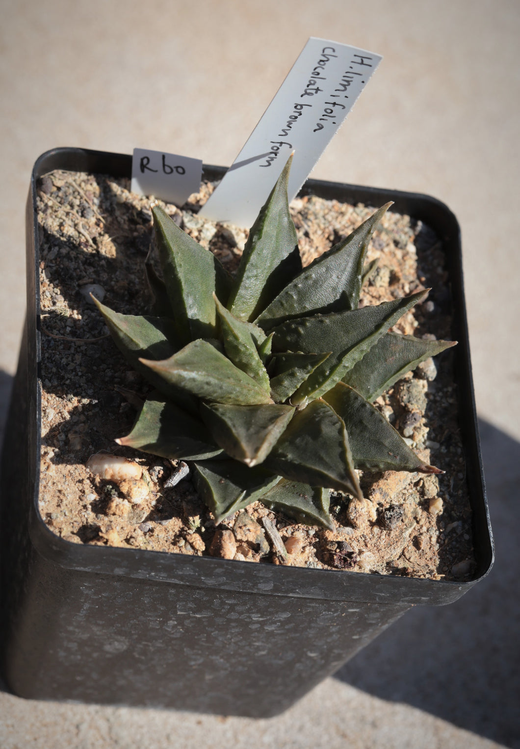 Haworthiopsis limifolia