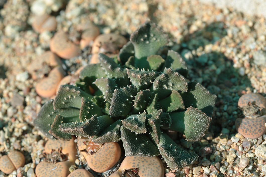 Aloinopsis setifera