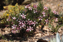 Load image into Gallery viewer, Pachypodium succulentum
