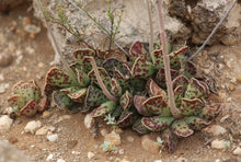 Load image into Gallery viewer, Adromischus cooperi
