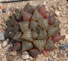 Load image into Gallery viewer, Haworthia mundula (Mierkraal form)
