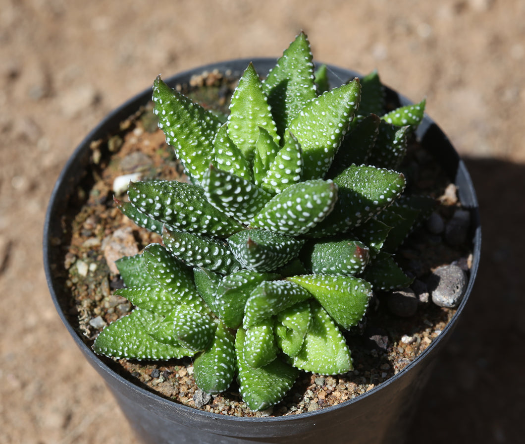 Haworthiopsis attenuata (Enon form)